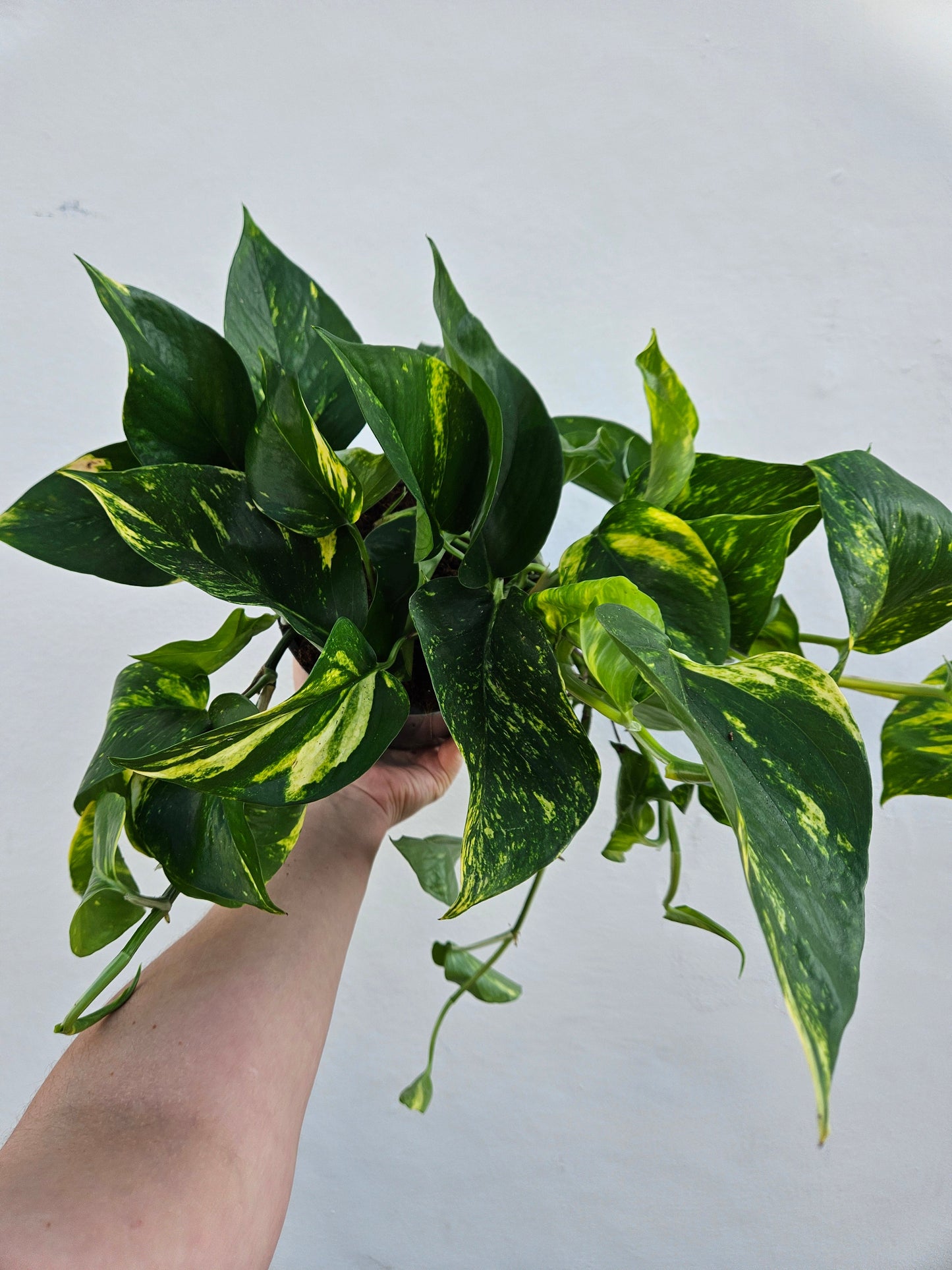 Epipremnum aureum 'Golden Pothos (Devils Ivy)
