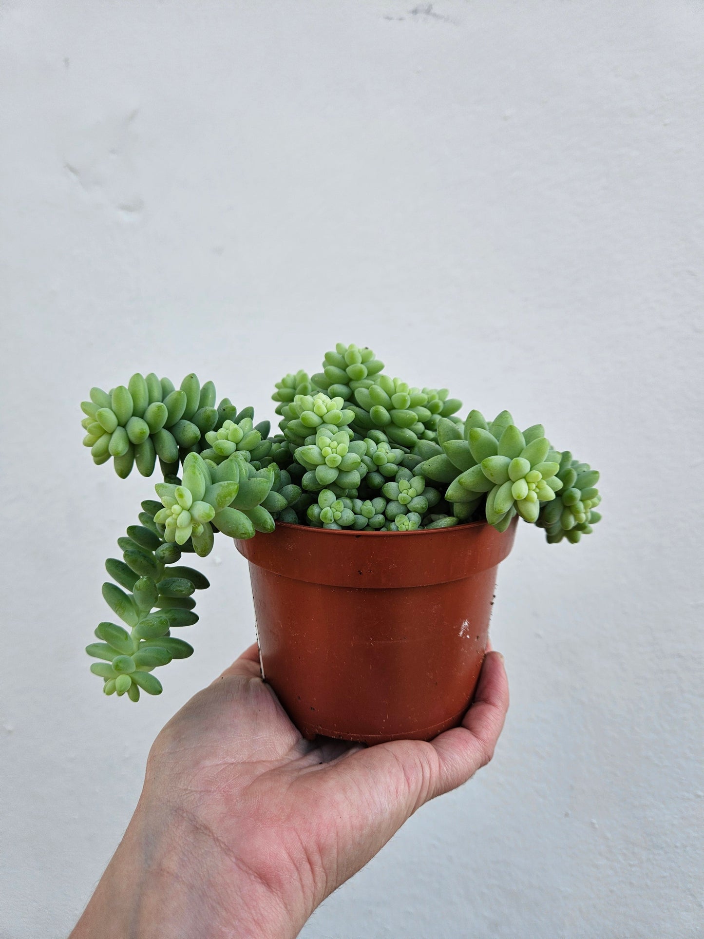 Sedum morganianum 'Burrito'  (Donkey Tail)