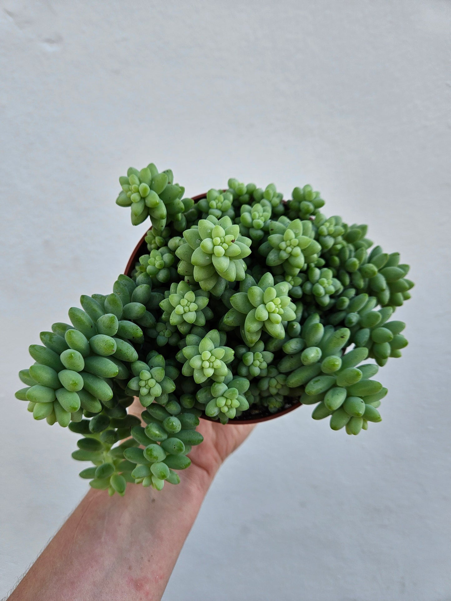 Sedum morganianum 'Burrito'  (Donkey Tail)