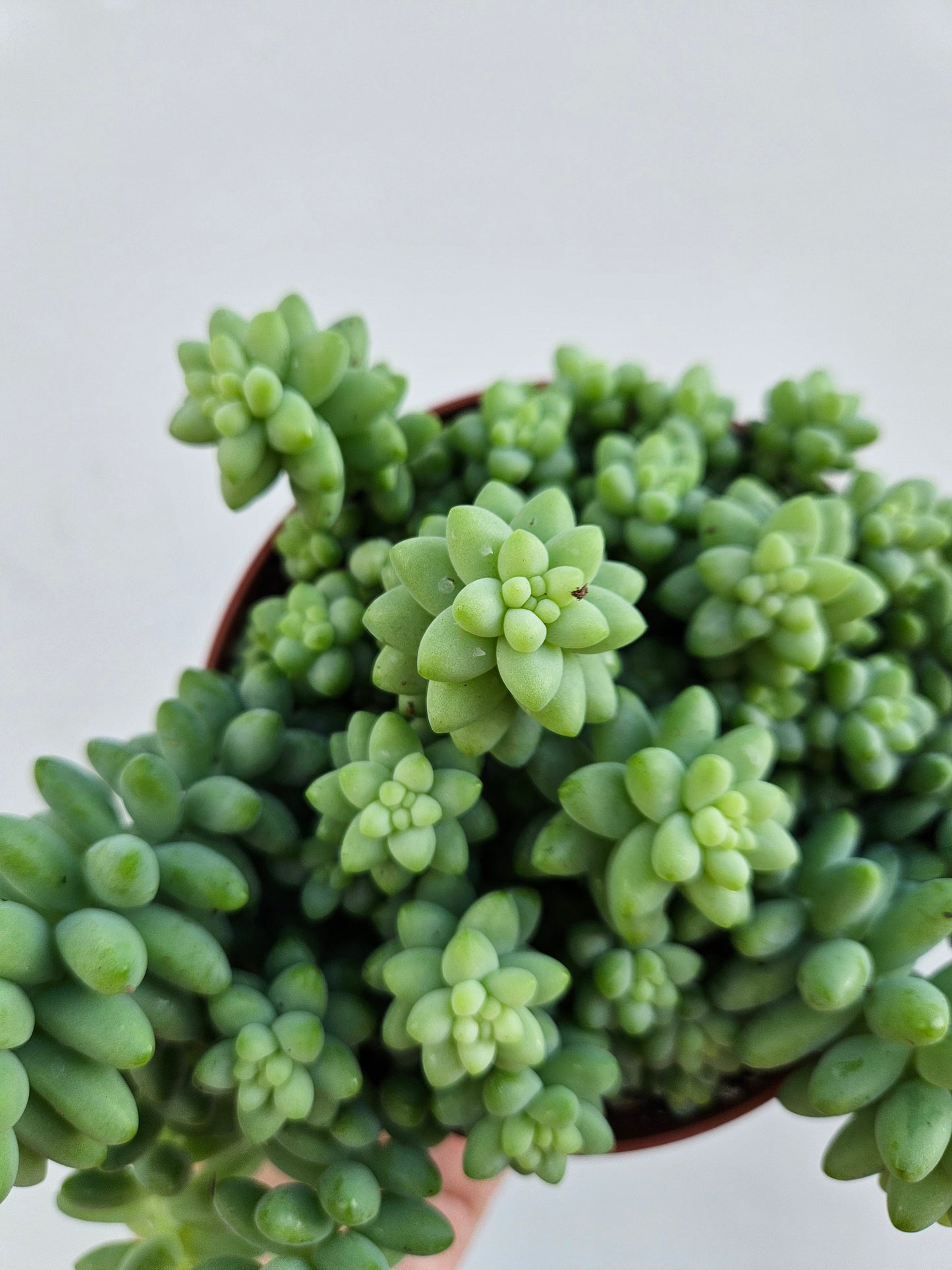 Sedum morganianum 'Burrito'  (Donkey Tail)