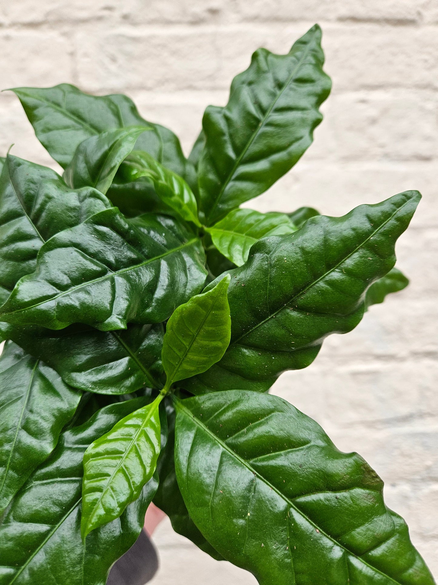 Coffee arabica (Coffee Plant)