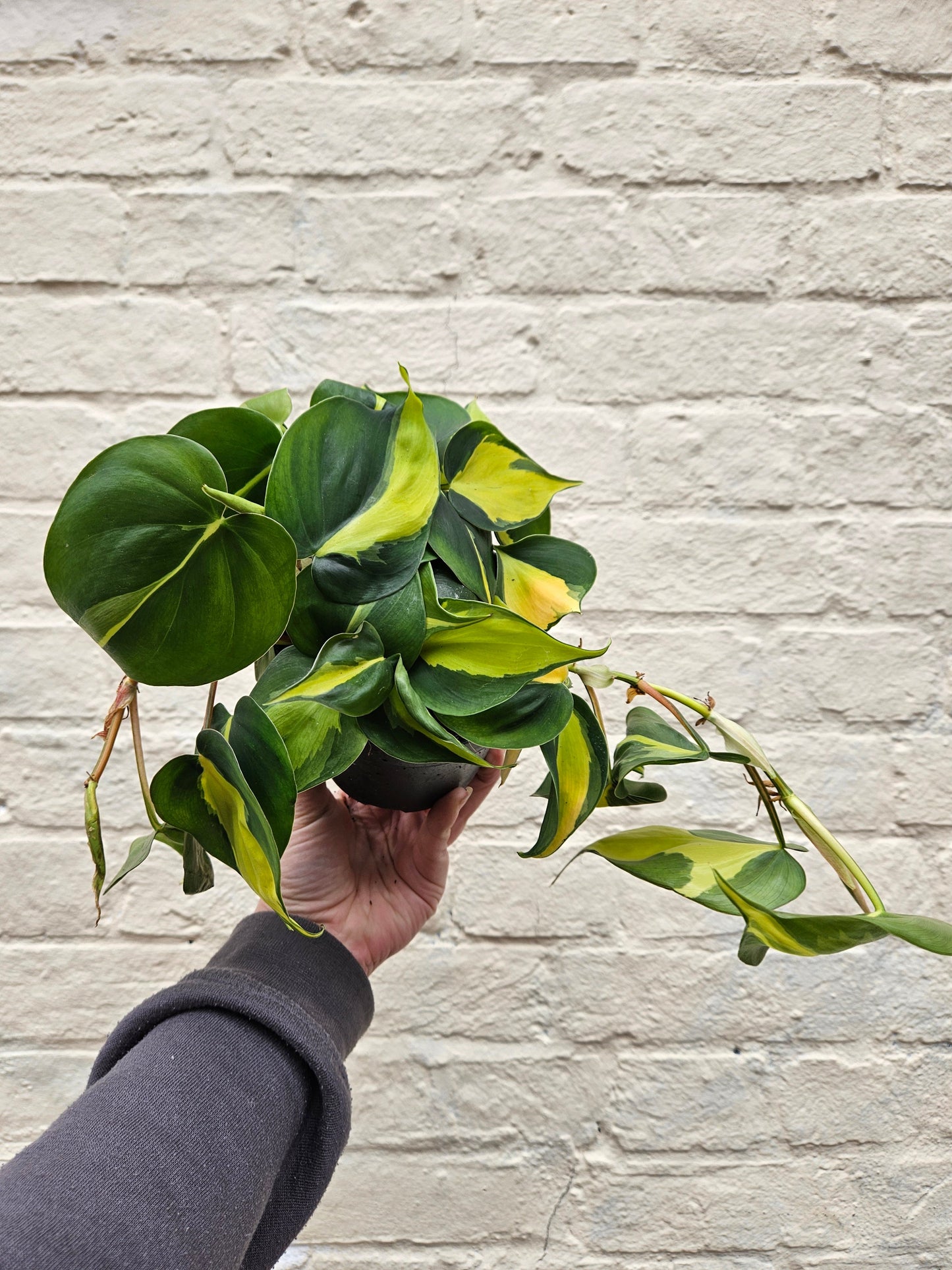 Philodendron scandens 'Brasil' (Pothos/ Devils Ivy)- Various sizes