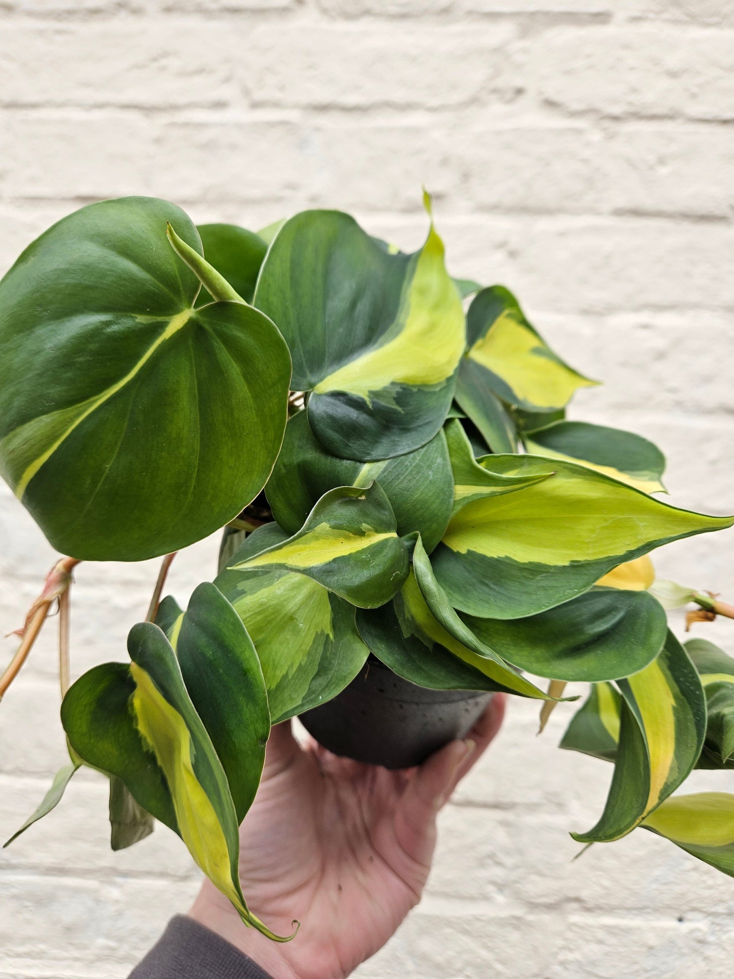 Philodendron scandens 'Brasil' (Pothos/ Devils Ivy)- Various sizes