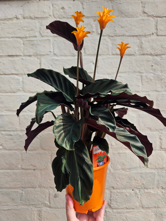 Calathea crocata 'Tassmania' (Prayer Plant)