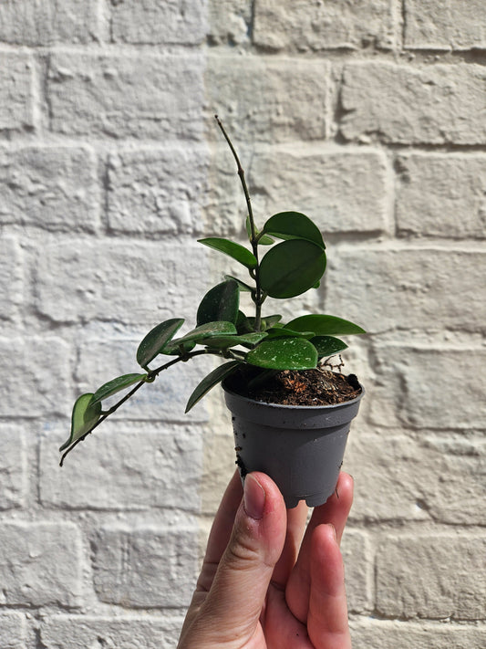 Hoya cv. 'Mathilde splash'