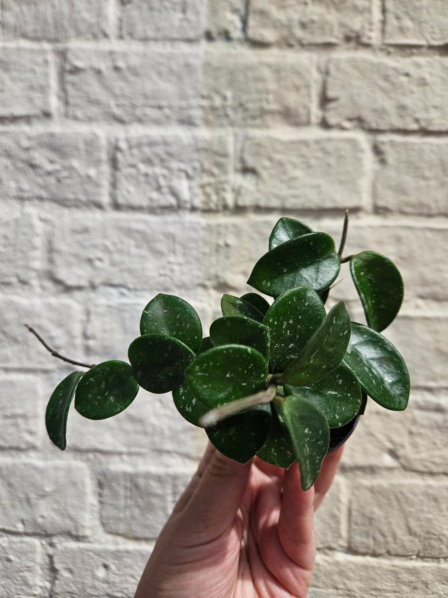 Hoya cv. 'Mathilde splash'