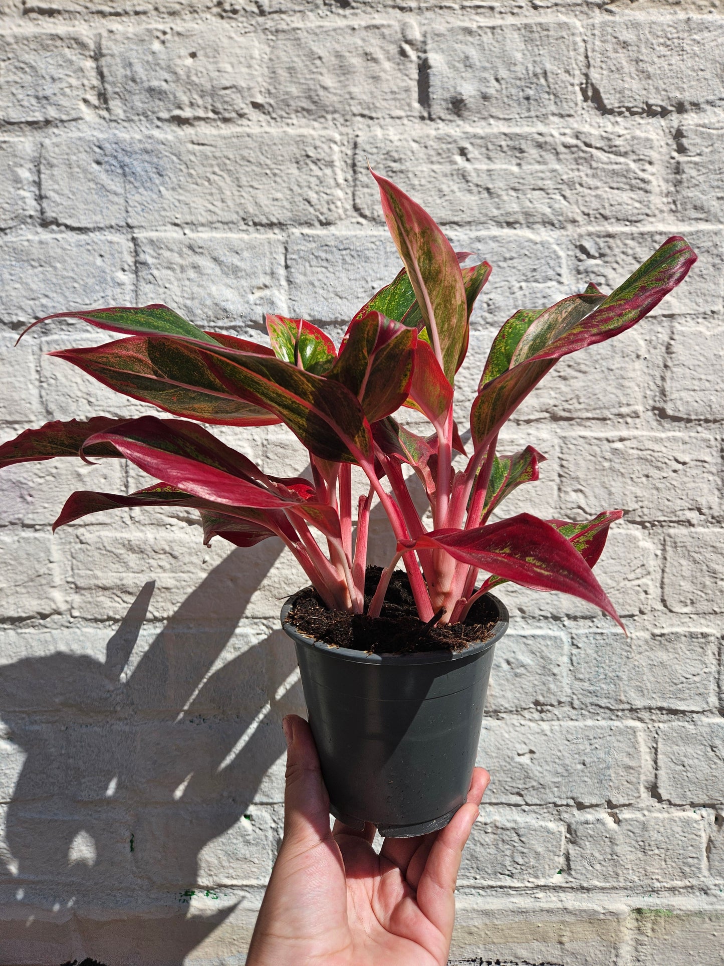 Aglaonema 'Crete' (Chinese Evergreen)
