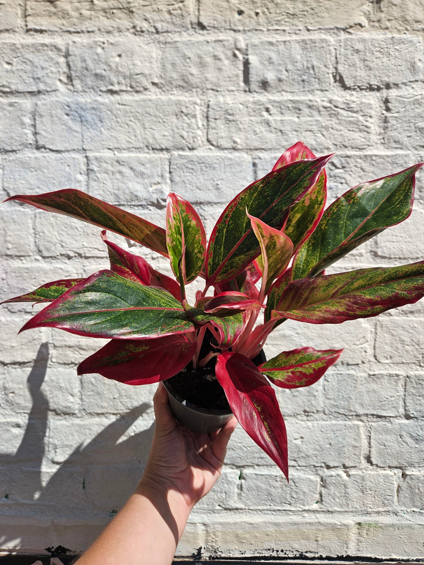 Aglaonema 'Crete' (Chinese Evergreen)