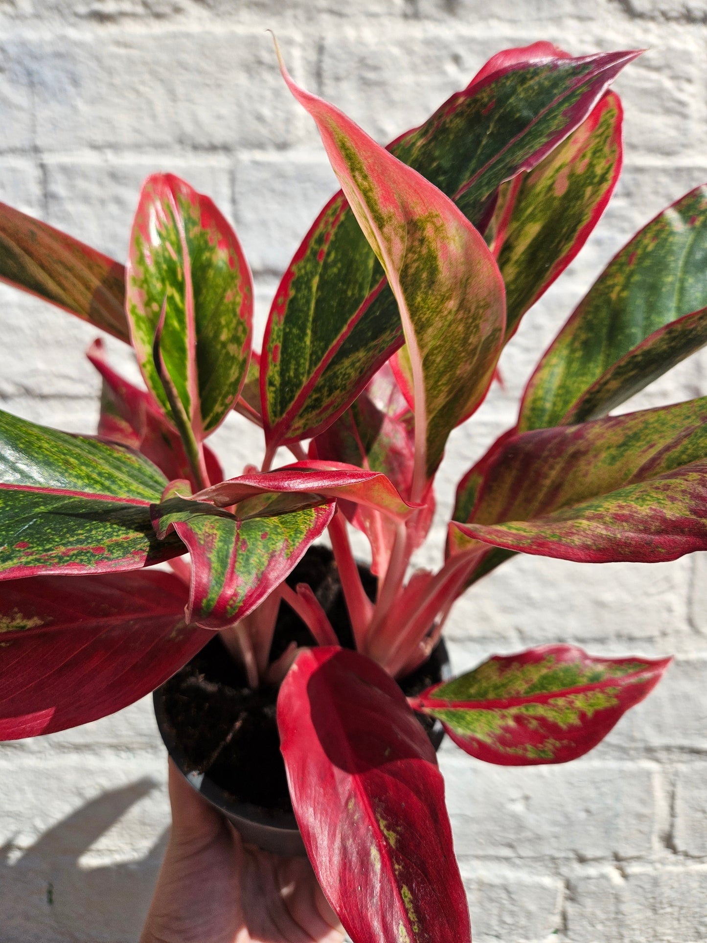 Aglaonema 'Crete' (Chinese Evergreen)