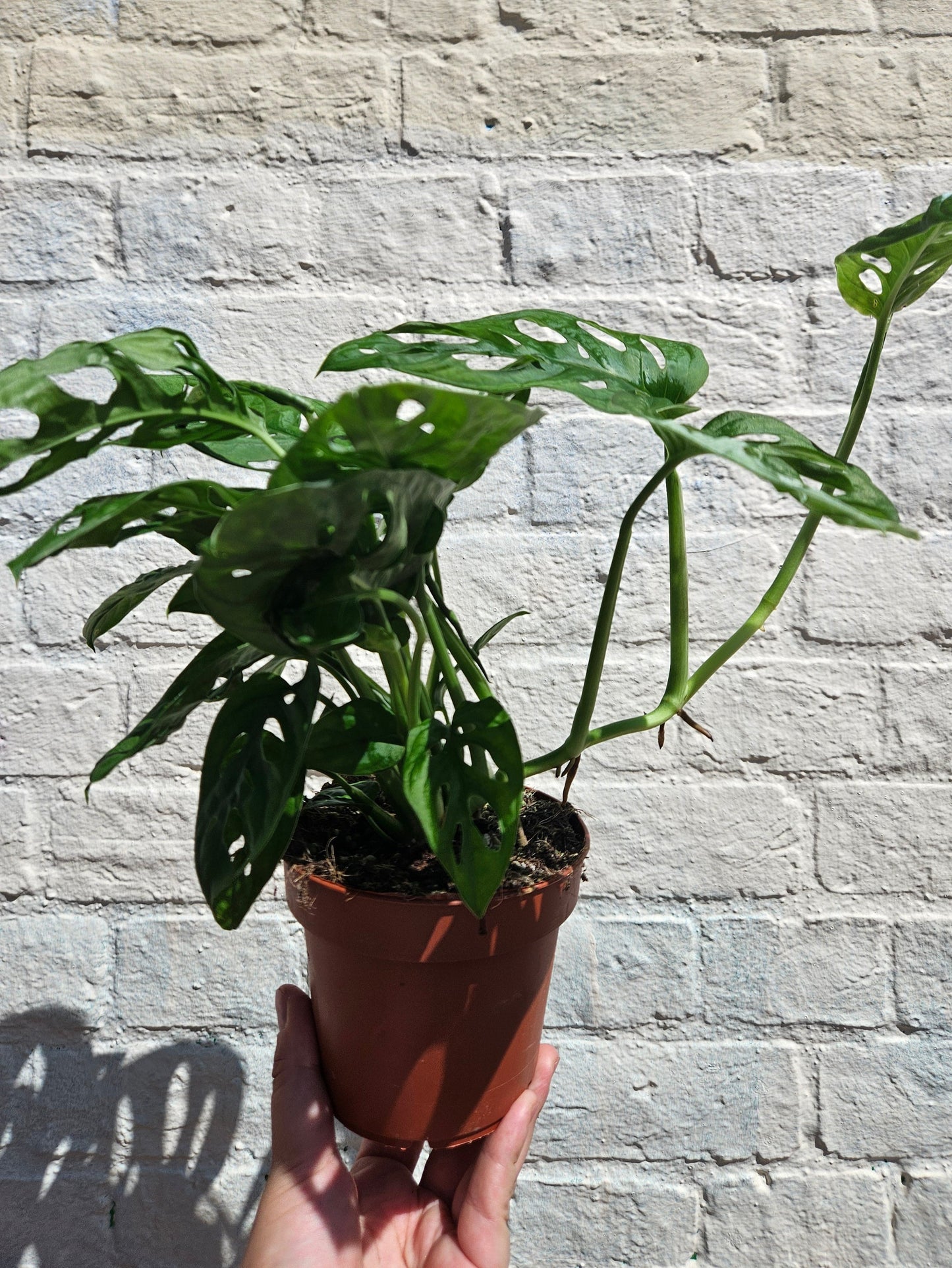 Monstera adansonii 'Monkey mask' (Cheeseplant)