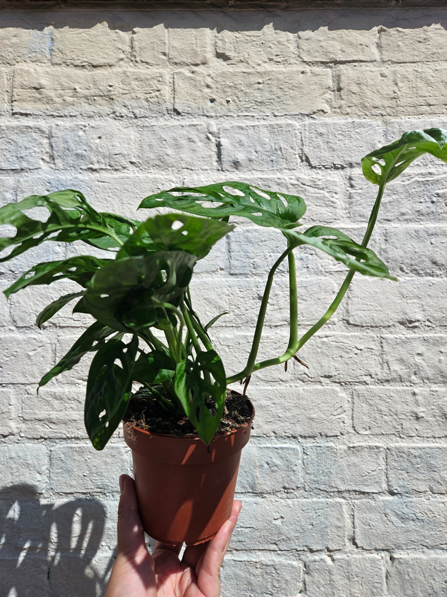 Monstera adansonii 'Monkey mask' (Cheeseplant)