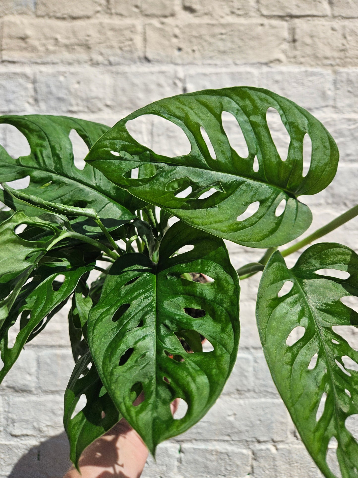 Monstera adansonii 'Monkey mask' (Cheeseplant)