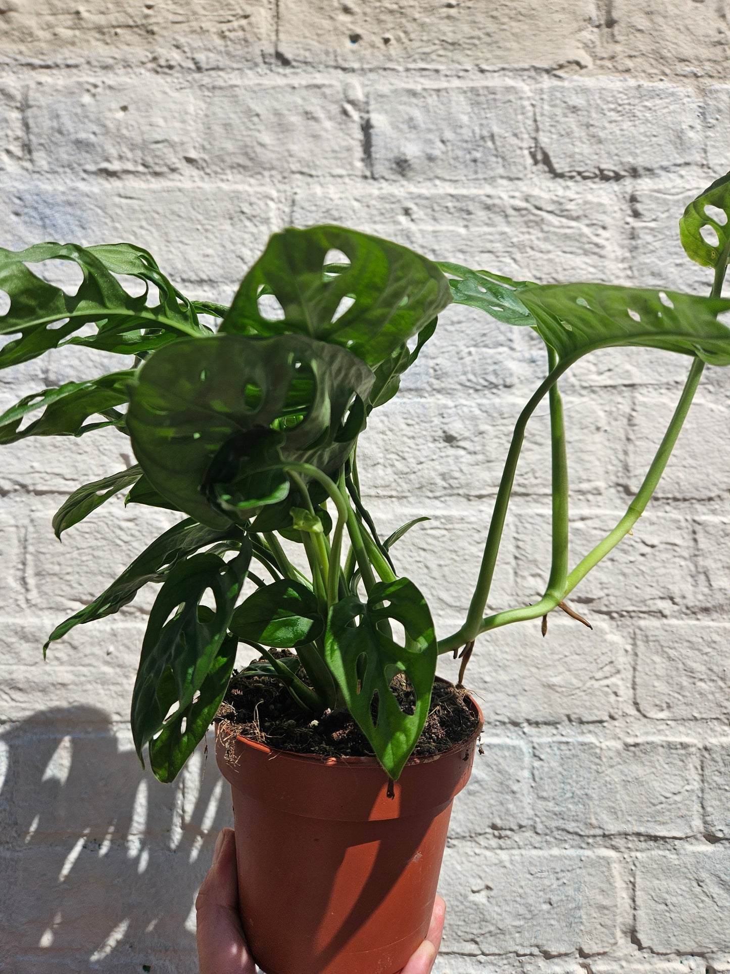 Monstera adansonii 'Monkey mask' (Cheeseplant)