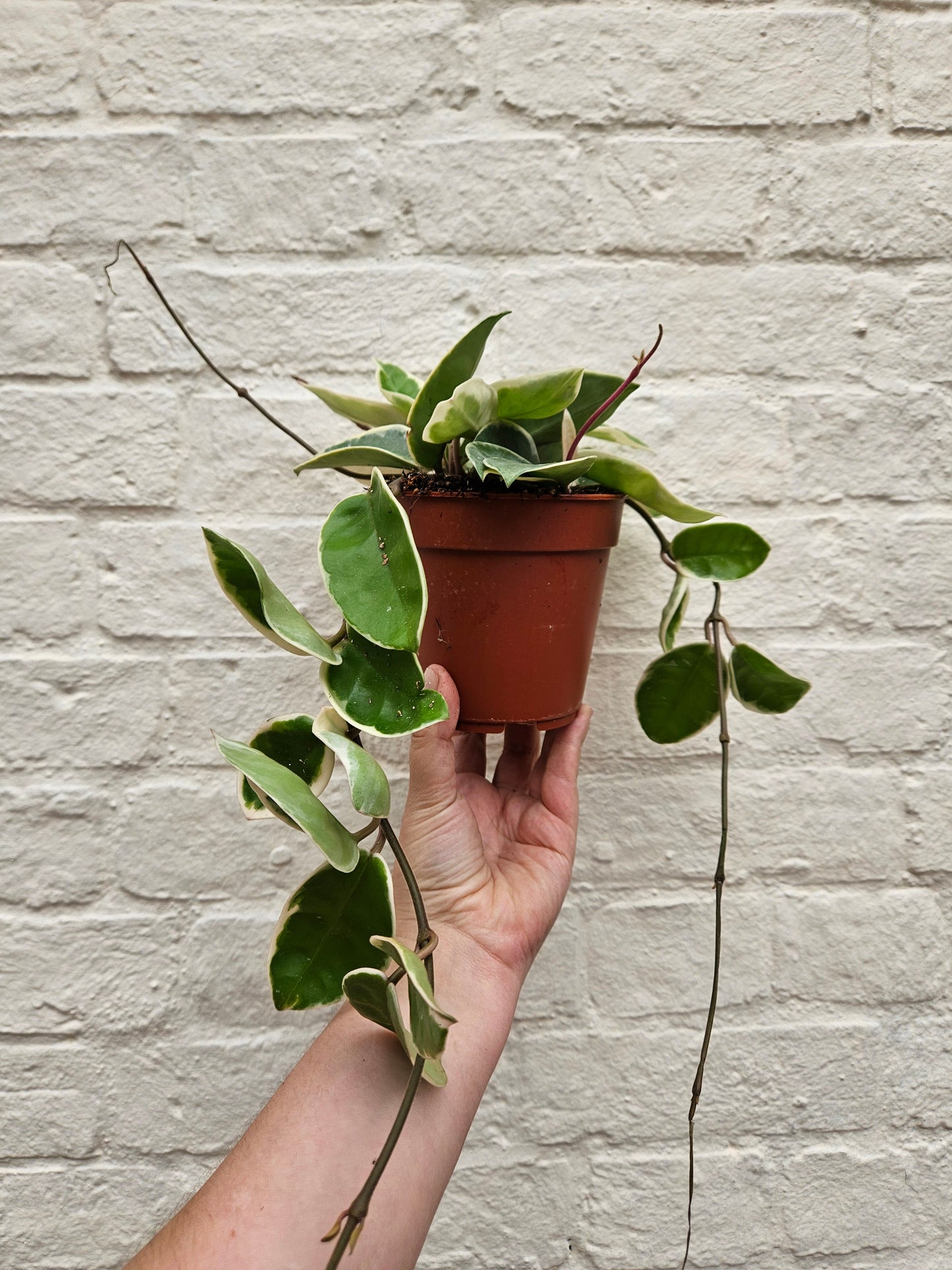 Hoya carnosa 'Krimson queen' (Waxflower)