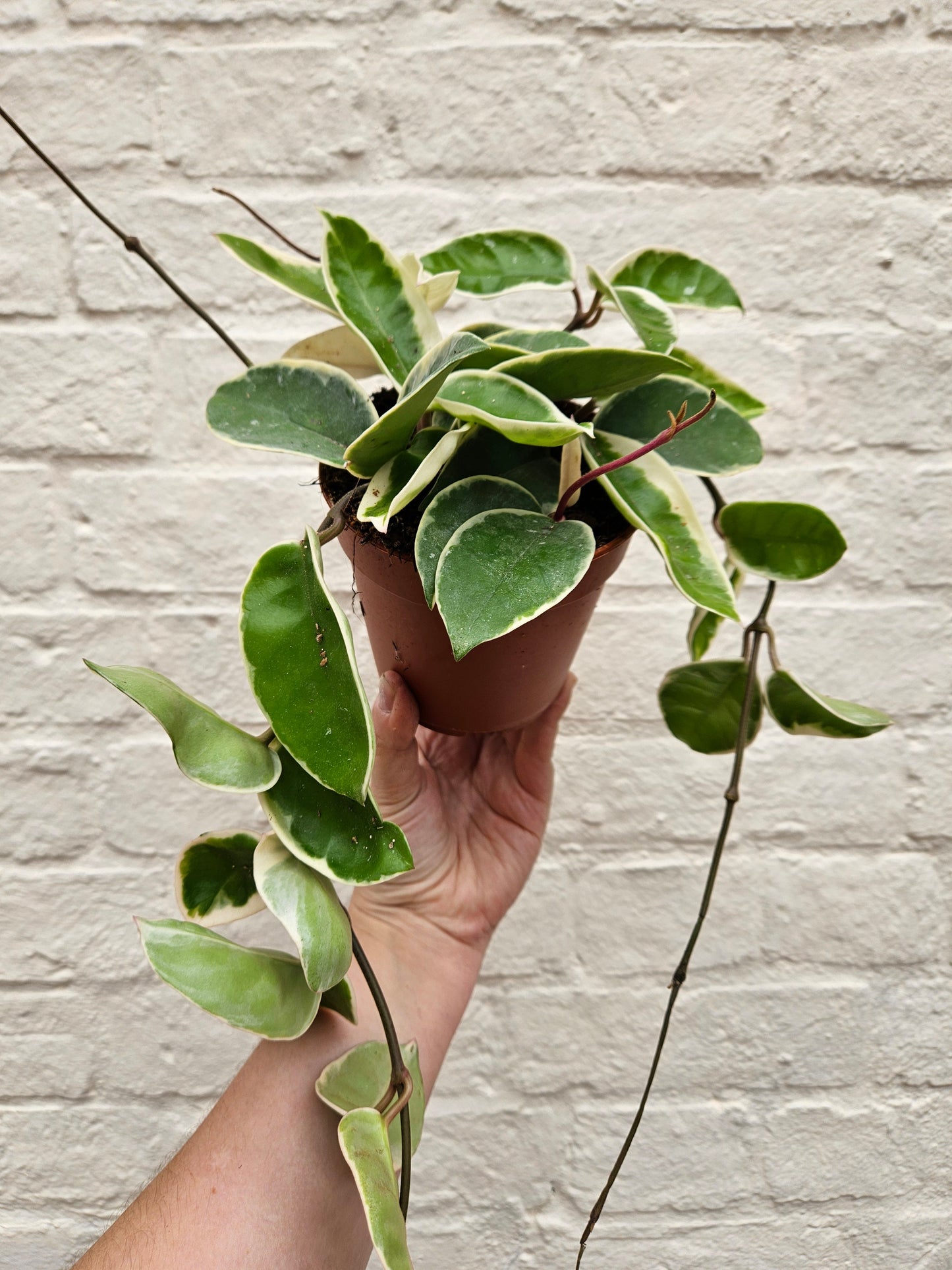 Hoya carnosa 'Krimson queen' (Waxflower)