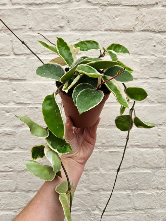 Hoya carnosa 'Krimson queen' (Waxflower)
