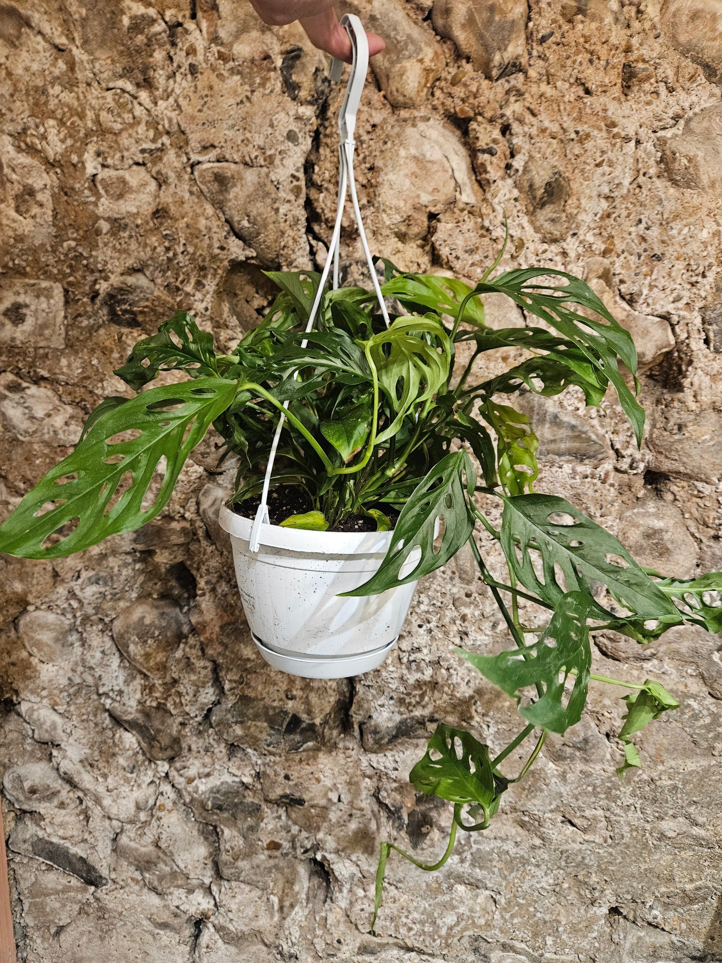 Monstera adansonii 'Monkey mask' (Cheeseplant)