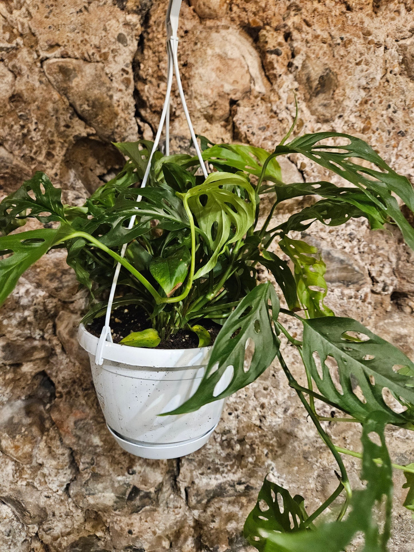 Monstera adansonii 'Monkey mask' (Cheeseplant)