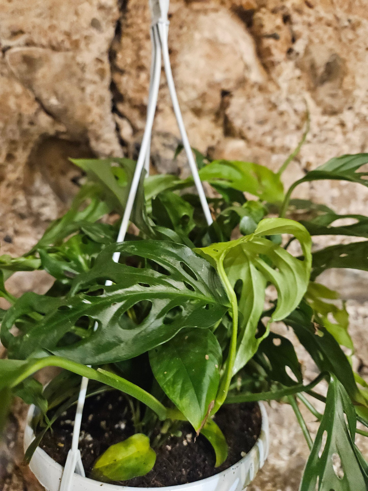 Monstera adansonii 'Monkey mask' (Cheeseplant)