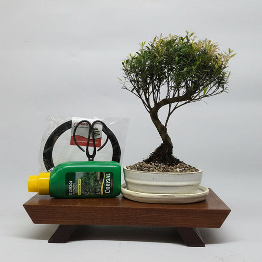 Brush Cherry (Syzygium) Bonsai Tree Bundle | Semi-Shaped | In 16cm Pot |