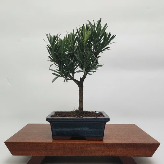 Buddhist Pine (Podocarpus Micro) Bonsai Tree | Broom | In 15cm Pot