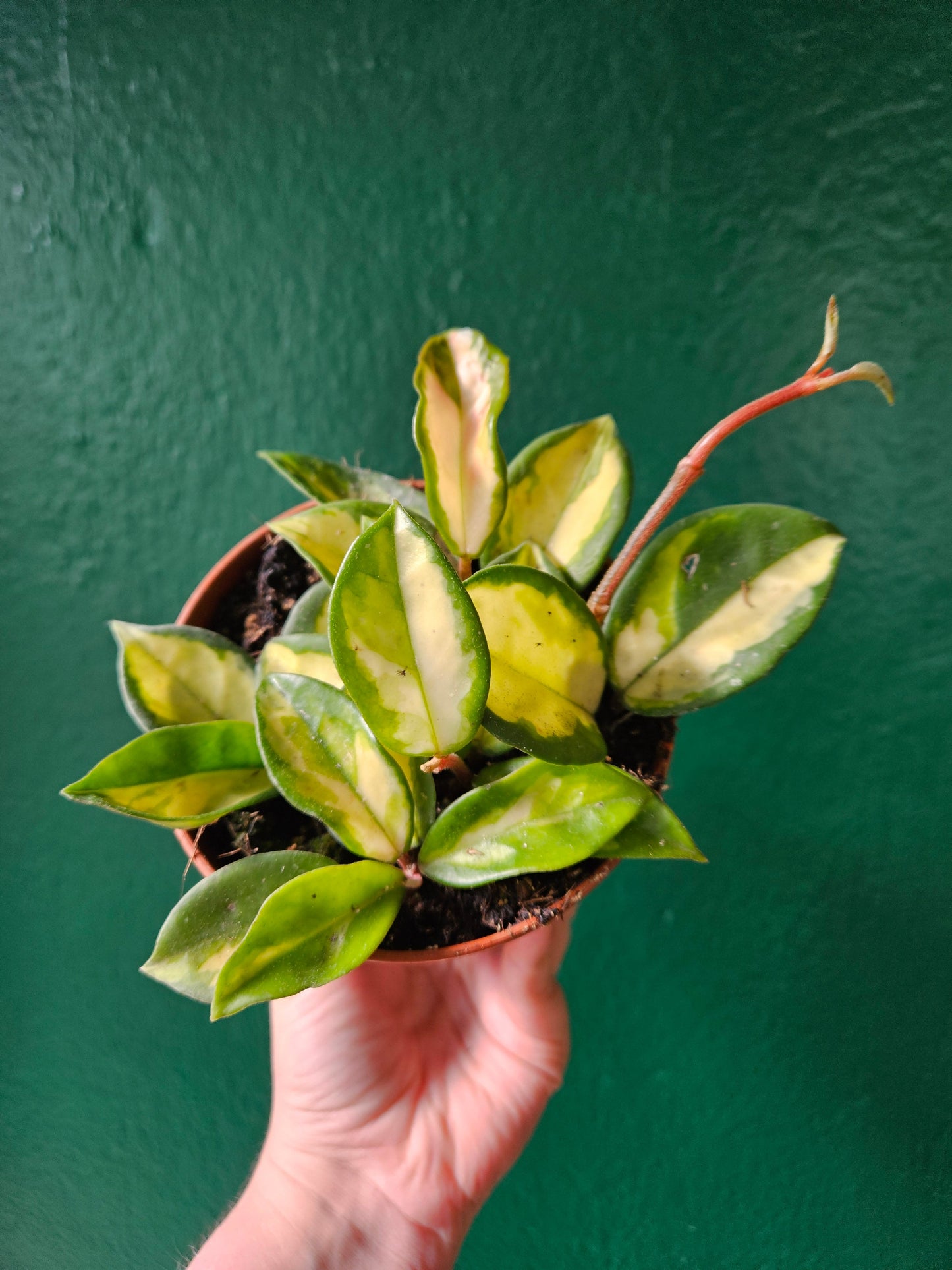 Hoya carnosa 'Tricolour' (Variegated Waxflower)