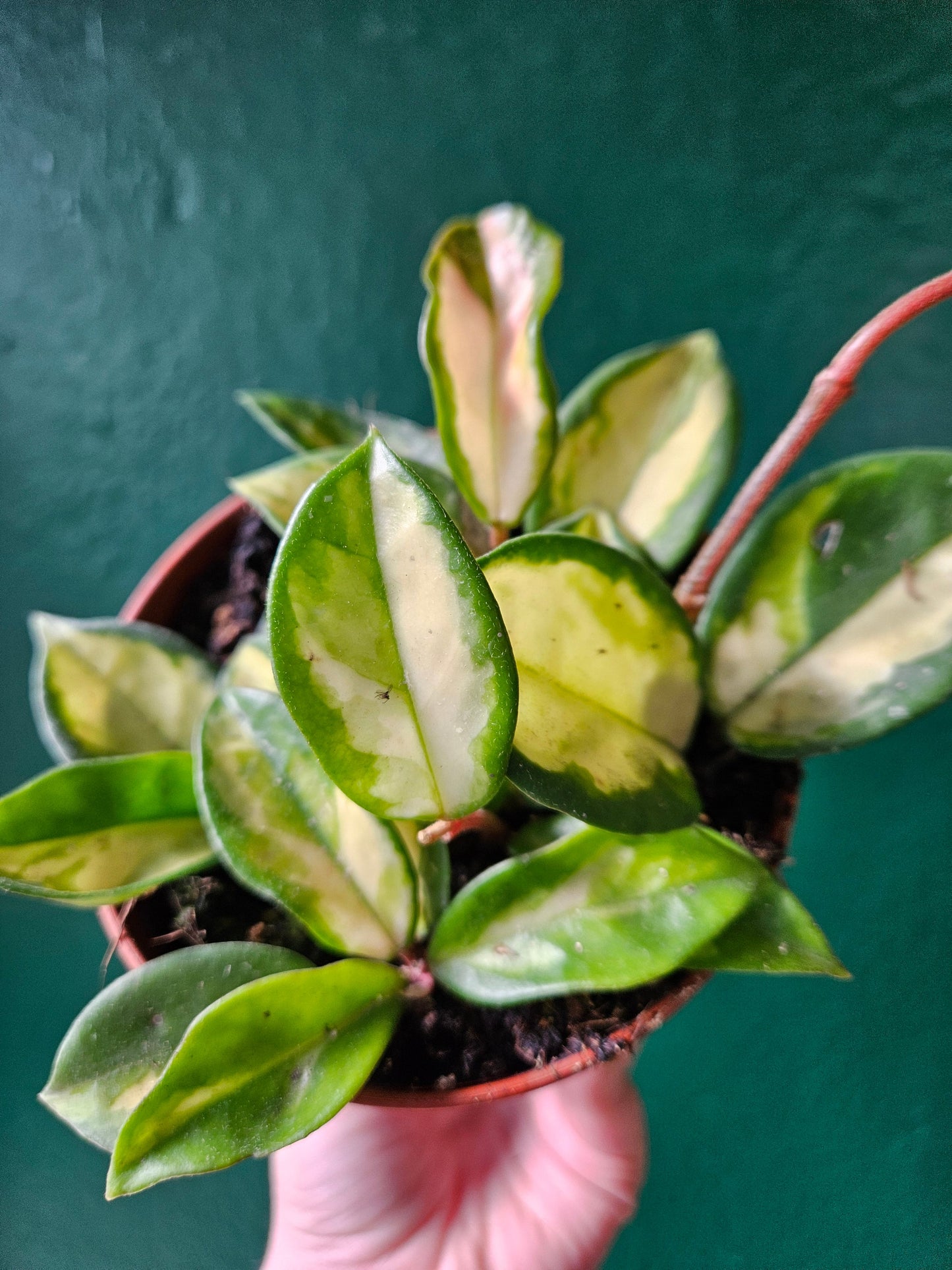 Hoya carnosa 'Tricolour' (Variegated Waxflower)