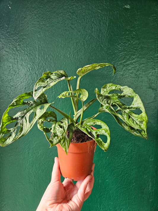 Monstera adansonii 'Mint''