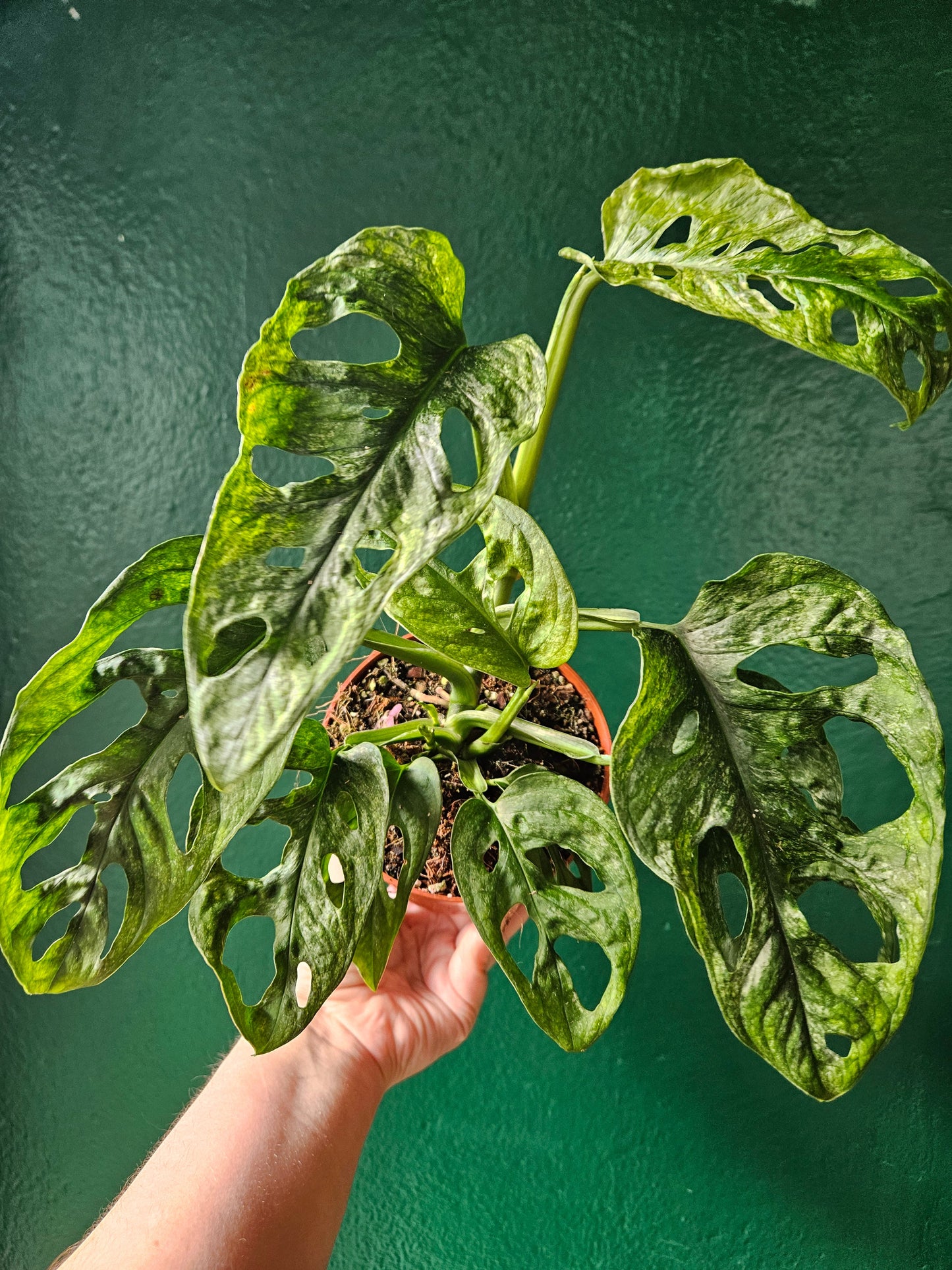 Monstera adansonii 'Mint''