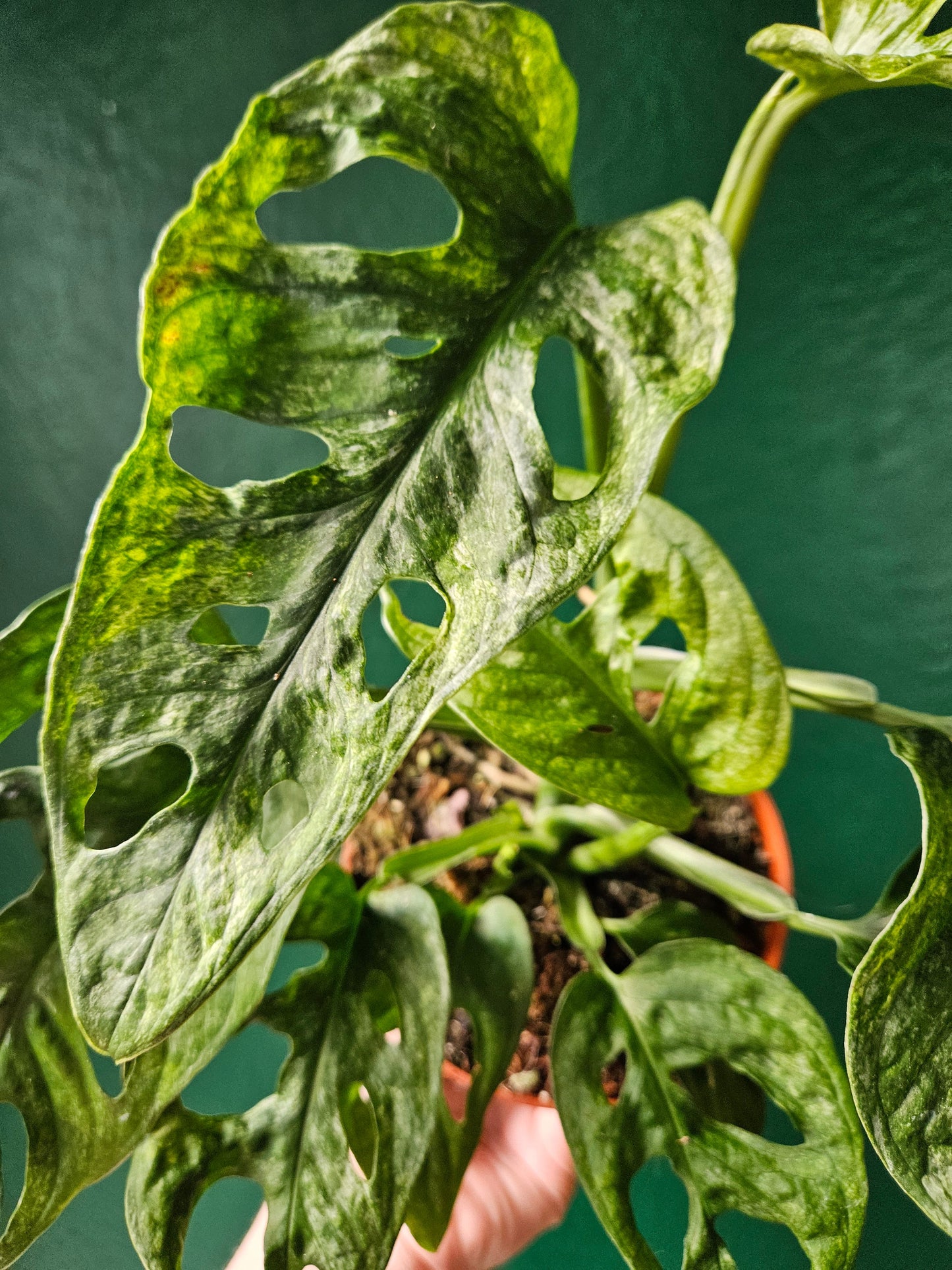 Monstera adansonii 'Mint''
