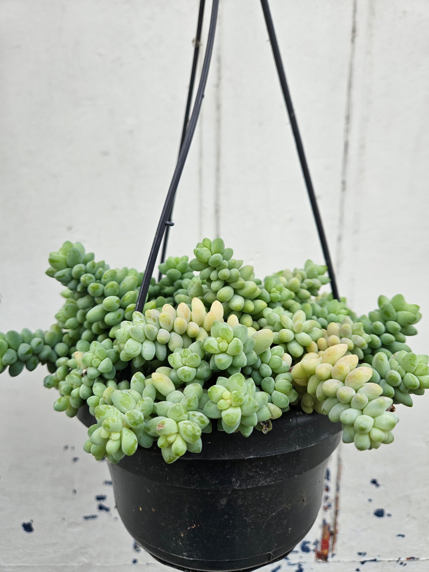 Sedum morganianum 'Burrito'  (Donkey Tail)