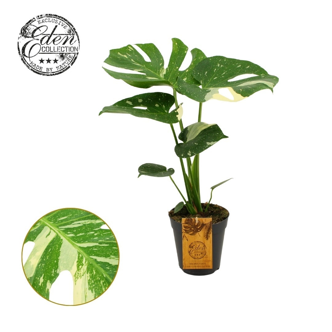 Monstera Deliciosa Thai Constellation x4