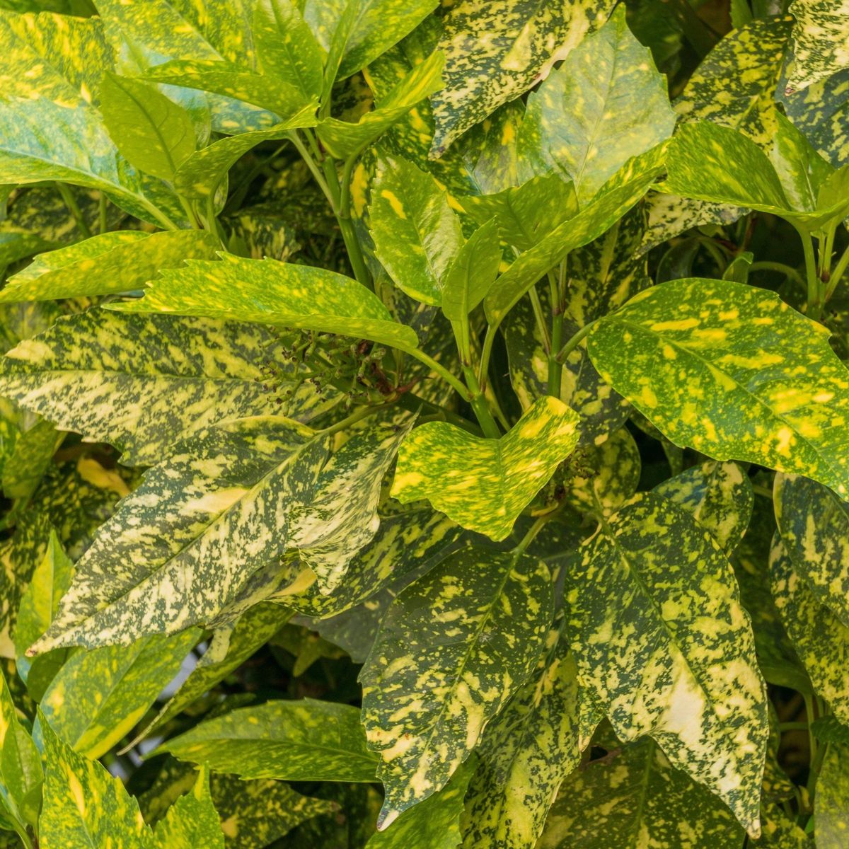 Stunning Aucuba Japonica (Spotted Laurel) - Hardy Evergreen Shrub, 1.5L