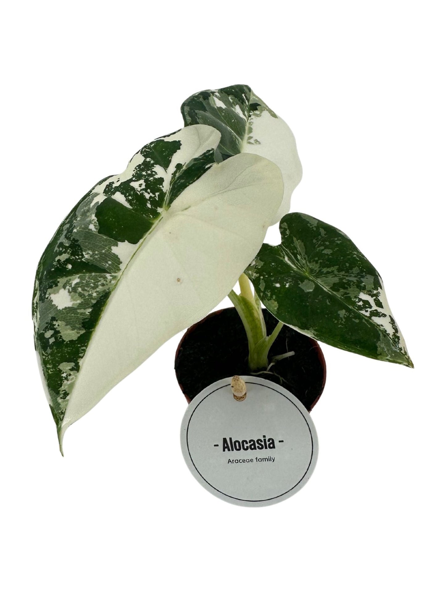 Alocasia Frydek Variegata x12