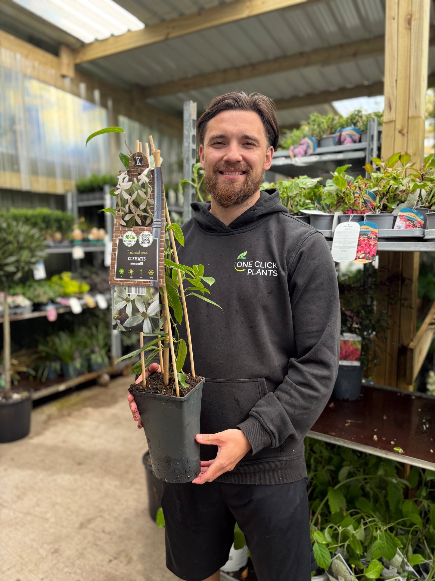 Clematis armandii (Evergreen and Fragrant) 70-90cm