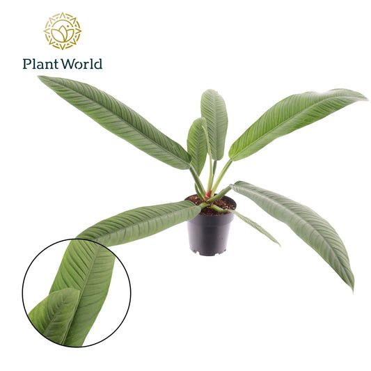 Philodendron Campiii x6