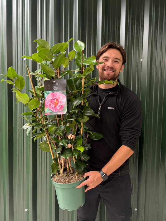 Camellia on frame 'Rosa' 5L (100cm)