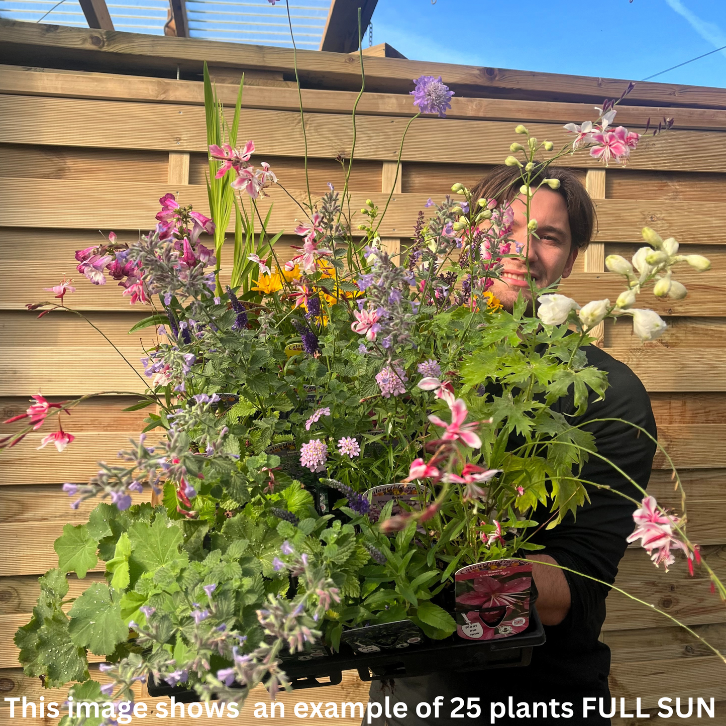 Perennial plants Mix