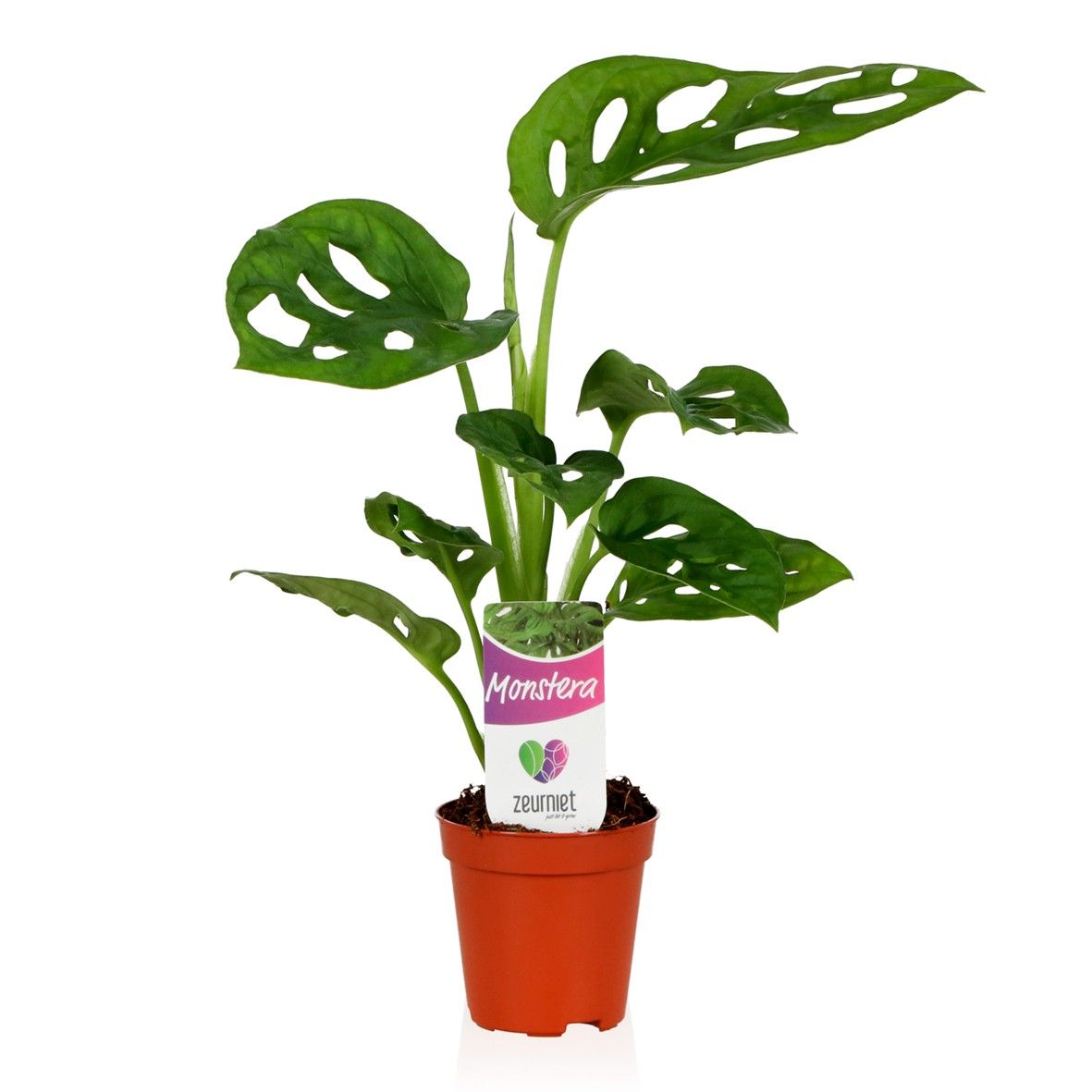 Monstera Adansonii Monkey Leaf tray bundle