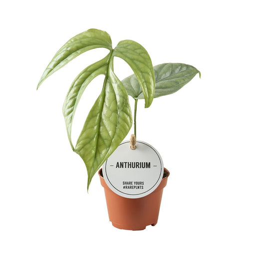 Monstera Amydrium Medium Silver x12