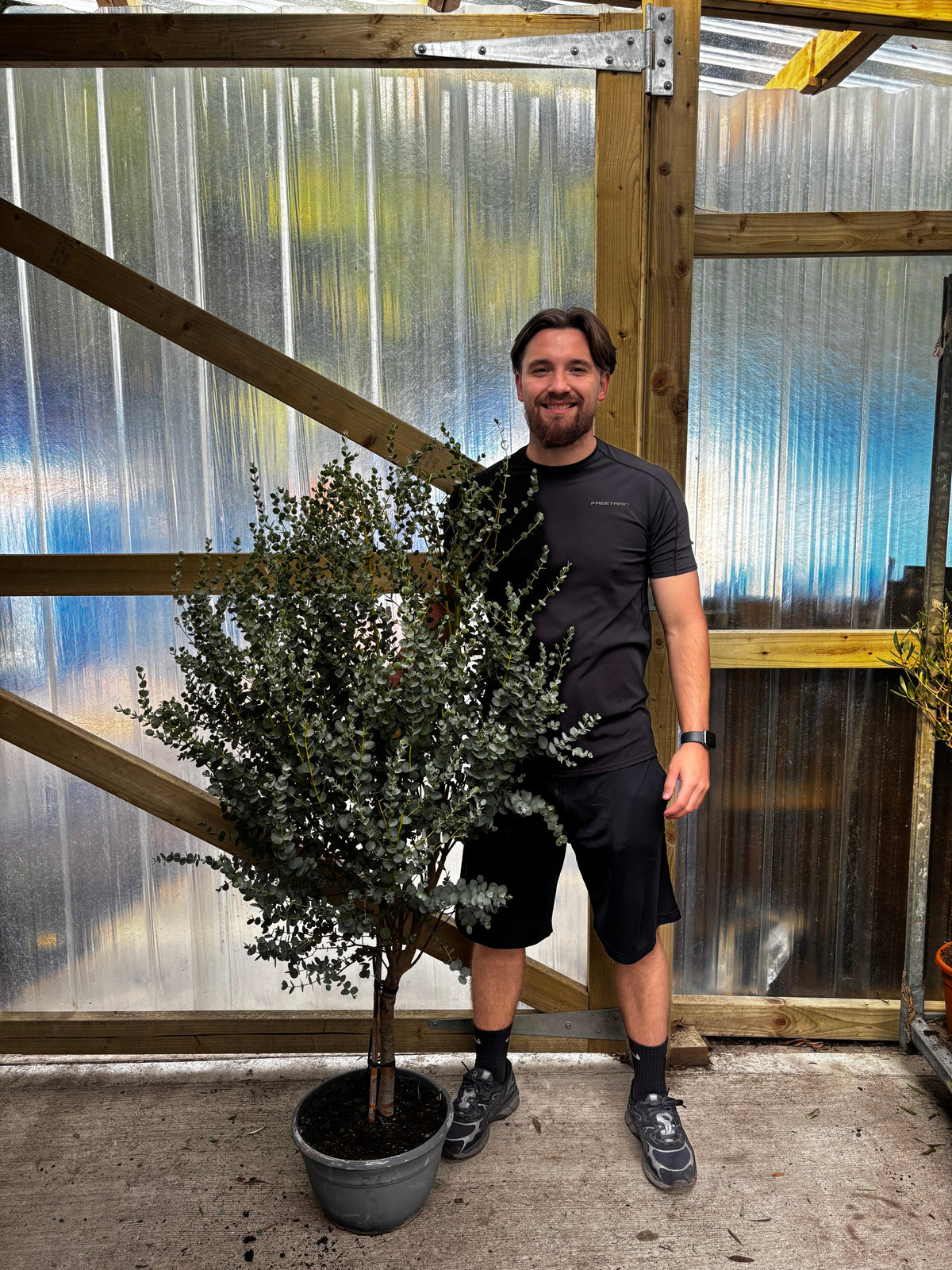 Eucalyptus Tree | Hardy Potted Patio Tree | Eucalyptus Gunnii Azura | 1-1.2m