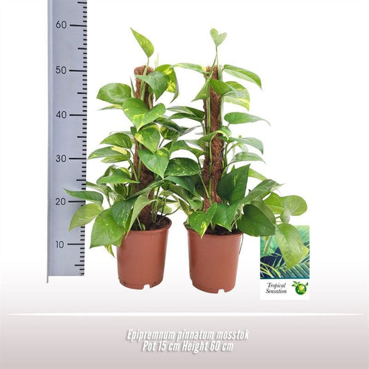 Epipremnum Pinnatum Aureum