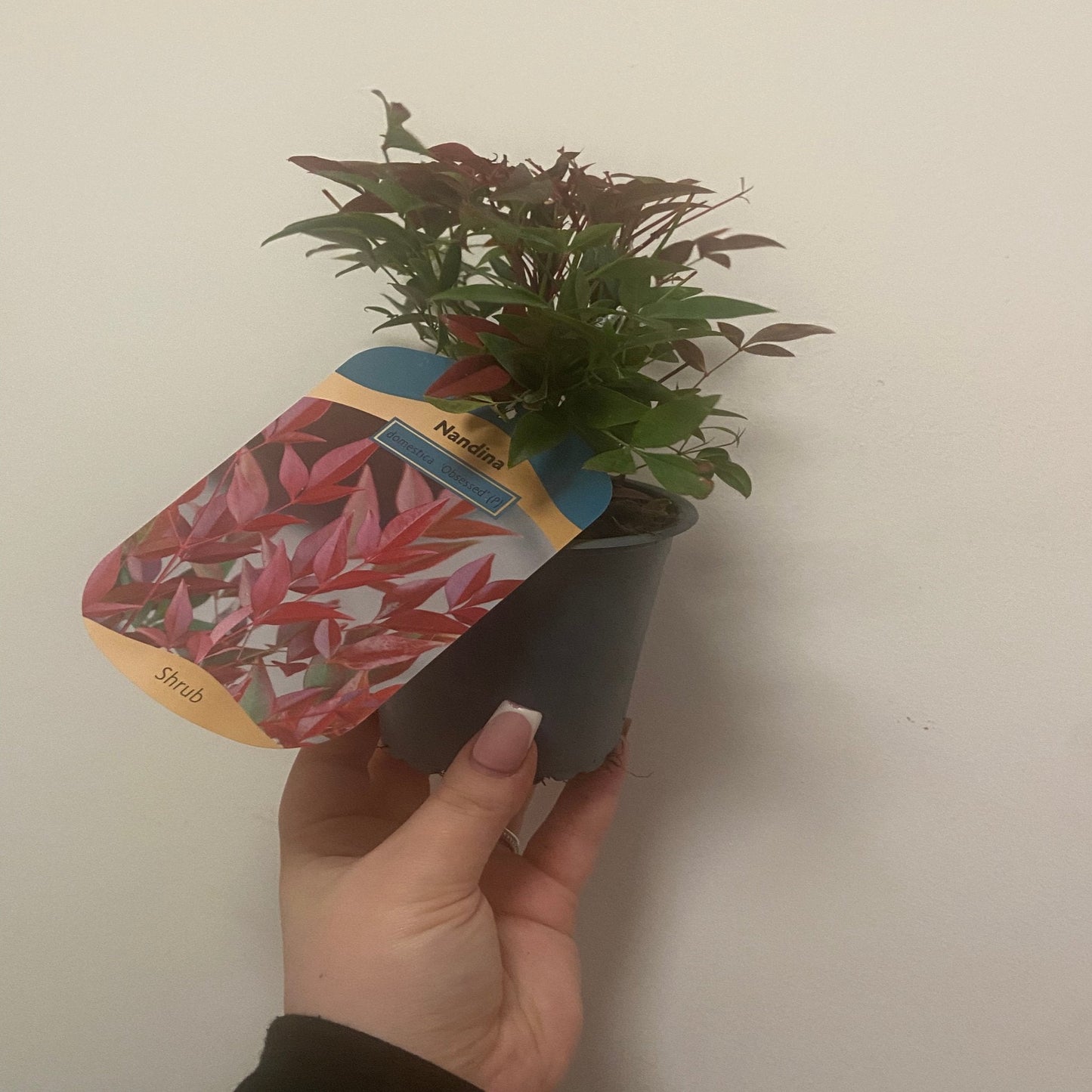 Nandina domestica 'Obsessed' 9cm / 3L / 10: