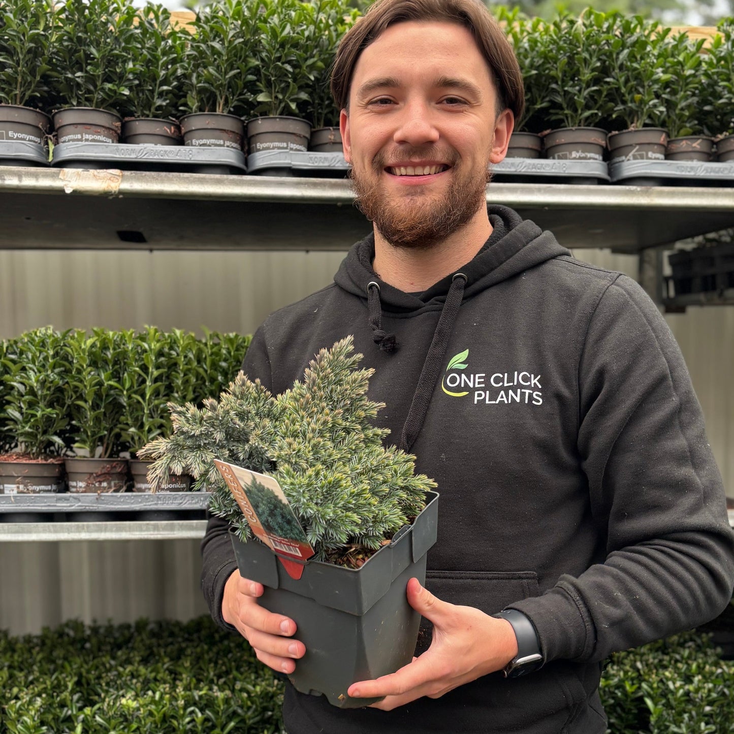 Juniperus squamata 'Blue Star' 2L