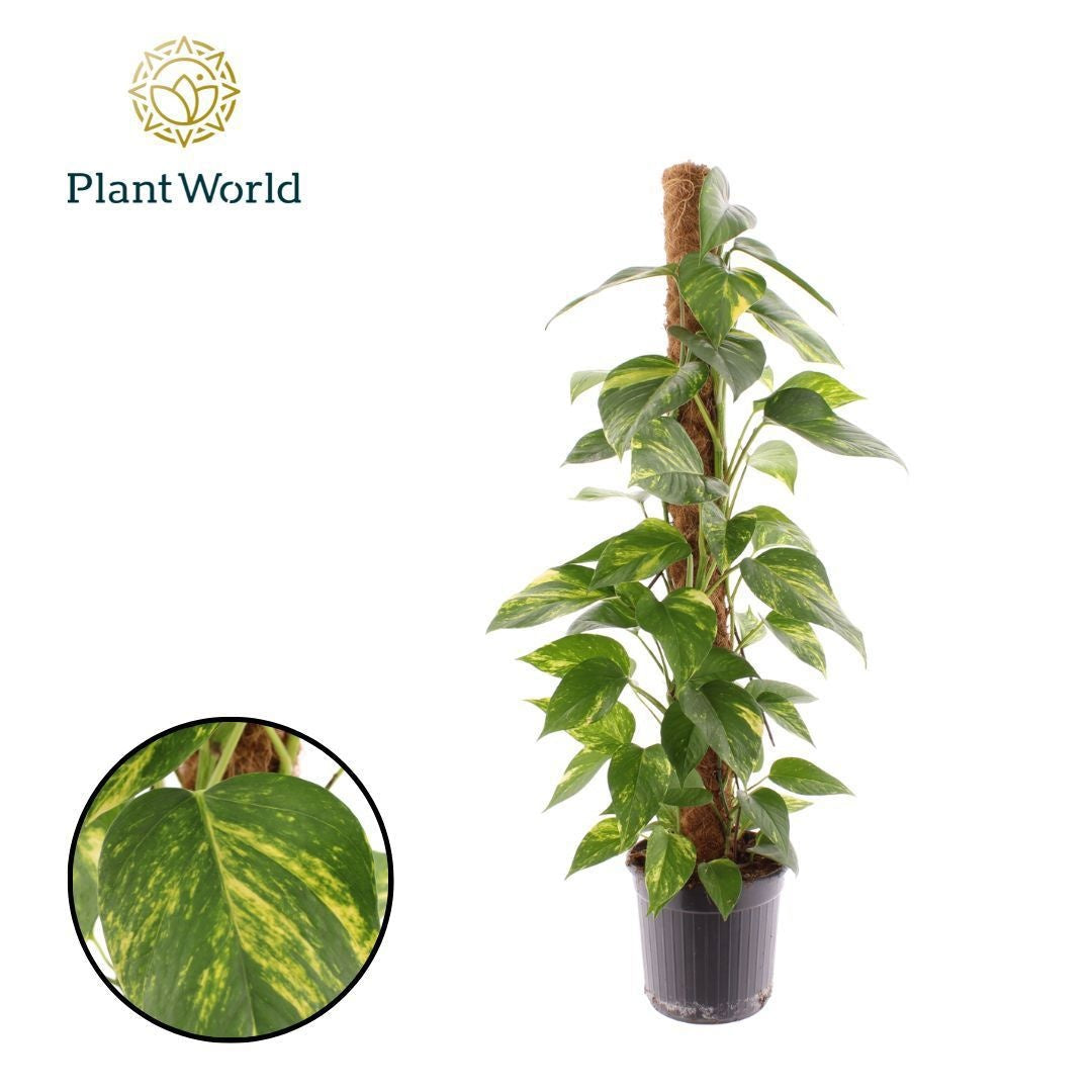 Epipremnum Pinnatum Aureum