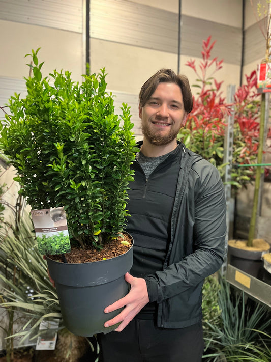 Euonymus japonicus 'Green Spire'