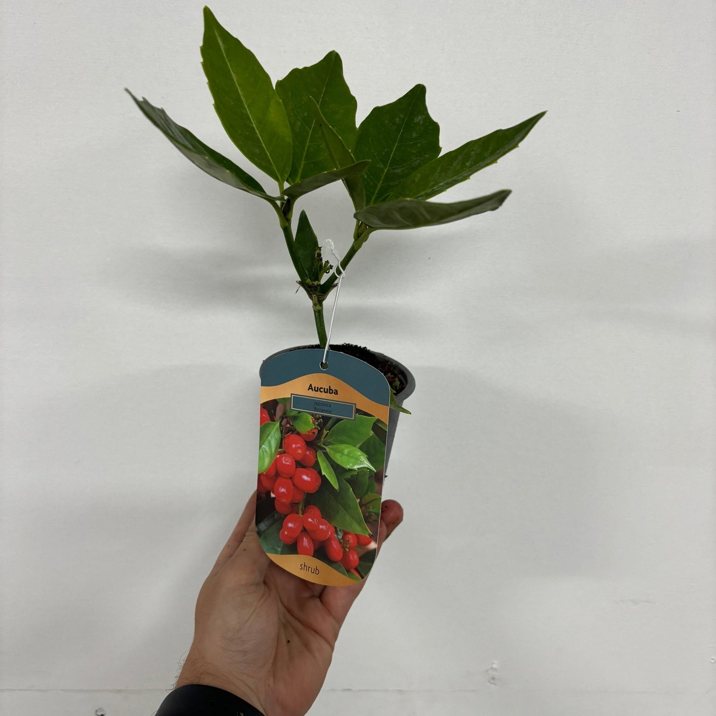 Aucuba japonica 'Rozannie' 9cm / 2L