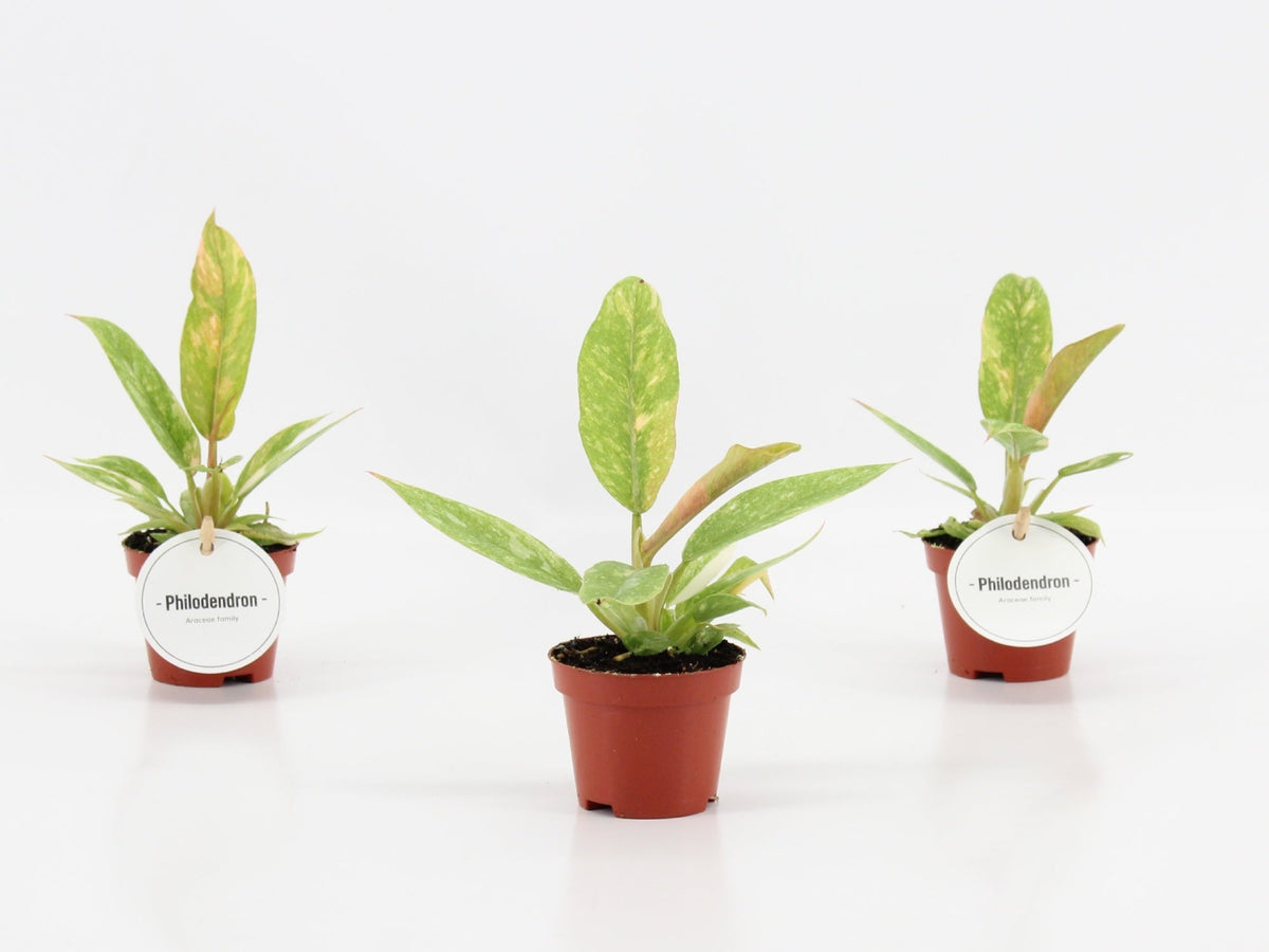 Philodendron Ring of Fire x20