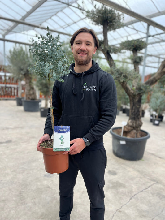 Eucalyptus gunnii tree 90-100cm