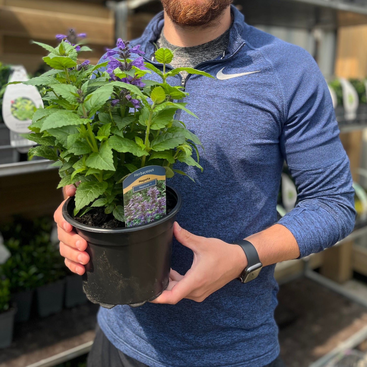 Nepeta Neptune 2L